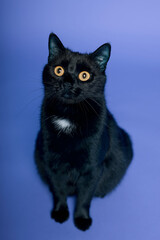 Black cat on blue background. Friday the 13th