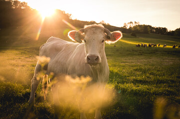 Jolie vache laitière Normandie dans un champ au coucher de soleil