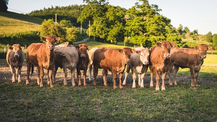 Naklejka na ściany i meble Jeunes vaux et vaches en troupeau dans un champ en Normandie
