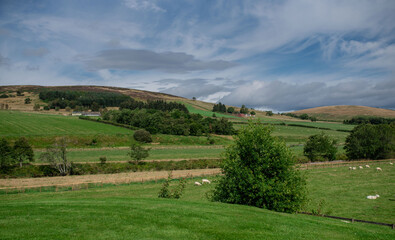 Grass fields with sheep in the countryside with hills in the background 