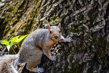 Squirrel in the city park