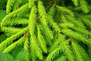 Beautiful background with branches and needles of spruce. Christmas tree, winter, summer