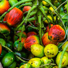 Close-up of Pupunha, a Typical Food from the Amazon Rainforest Being Sold in Ver-O-Peso Market, Traditional and Touristic Food Market in Belém, Pará State, Brazil - obrazy, fototapety, plakaty