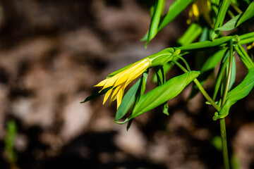 The large-flowered bellwort or merrybells