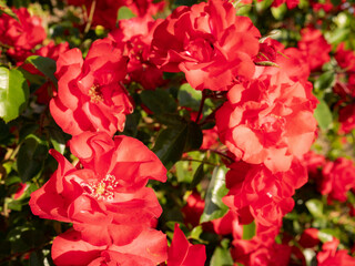 Beautiful background of red flowers with large petals and surrounded by green leaves