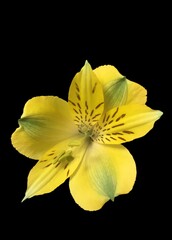 Fototapeta na wymiar A yellow Alstroemeria flower isolated on a black background
