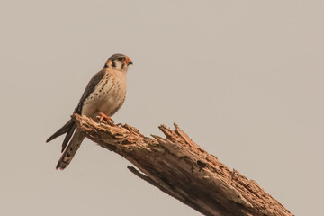 hawk rest