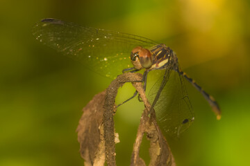 Dragonfly