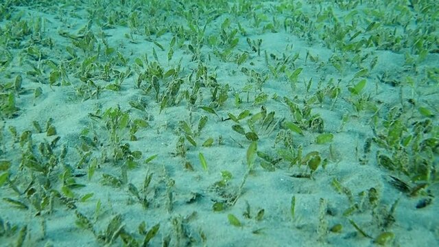Sandy seabed covered with green sea grass. Camera moving forwards. Underwater background 