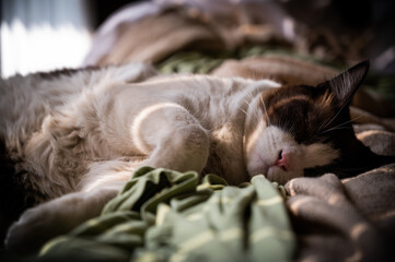 cat sleeping on the couch