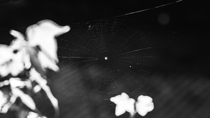 black and white spider web