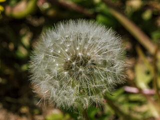 Dandelion fluffy blow ball flower at spring time
