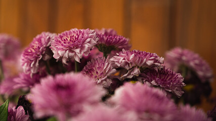 bunch of purple flowers