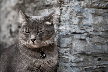 Fototapeta premium portrait of a cat