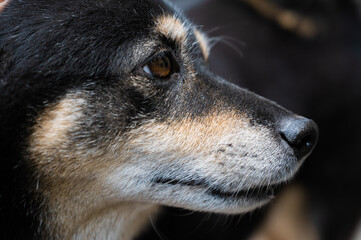 close up of a dog