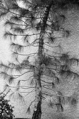 pine tree over concrete wall