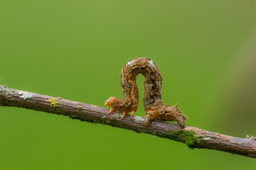Caterpillar