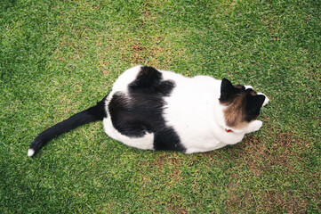cat top view