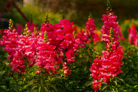 The red snapdragons flowers in the morning sunlight atmosphere green garden background.
