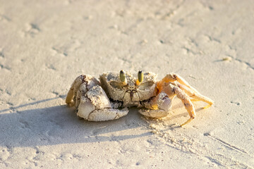 Ghost crab on the beach sand