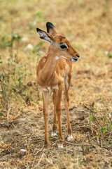Baby deer at Maasai Mara NR, Kenya