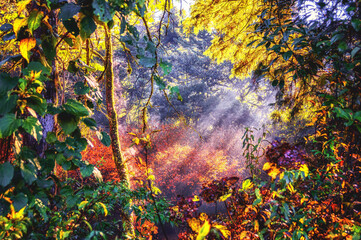 Beautiful Light Rays on an Autumn Season Colored Forest