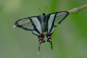 black butterfly