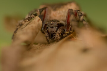 Attentive Spider
