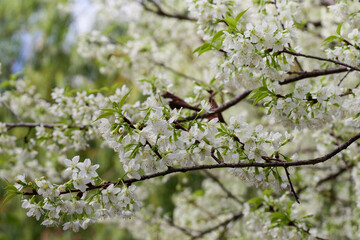 The white cherry blossom tree flower close up use for background.