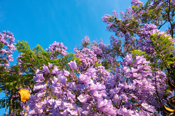 Purple Jacaranda tree in bloom in Mexico