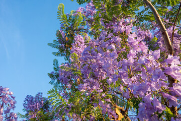 Purple Jacaranda tree in bloom in Mexico