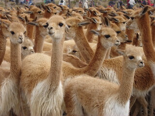 Vicuñas en pampa Galeras