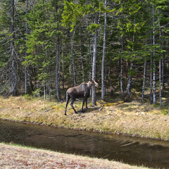 Moose going into forest
