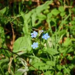 Blue small wild flowers in the woods