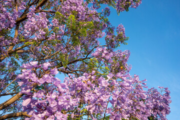 Purple Jacaranda tree in bloom in Mexico