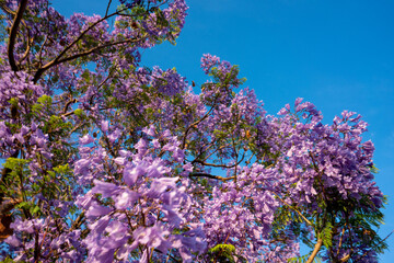 Purple Jacaranda tree in bloom in Mexico