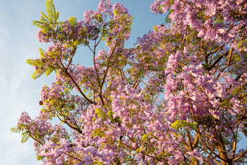 Purple Jacaranda tree in bloom in Mexico