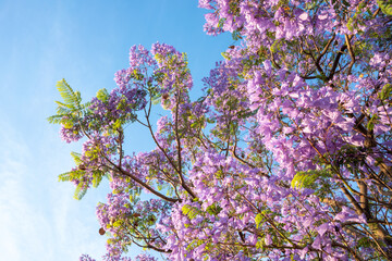 Purple Jacaranda tree in bloom in Mexico