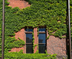 Fototapeta na wymiar big red brick gym with green ivy 
