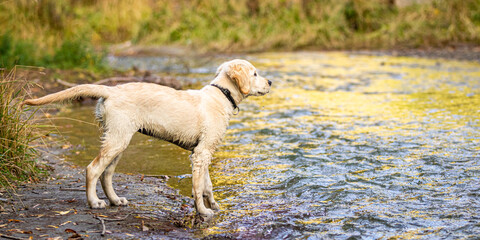 Golden Retriever / Labrador Puppy on the bank of a river