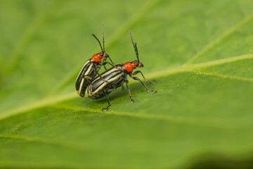 Insects Mating