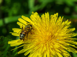 Flower insect bee looking for pollen in yellow dandelion