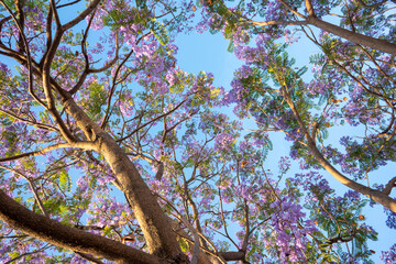 Purple Jacaranda tree in bloom in Mexico