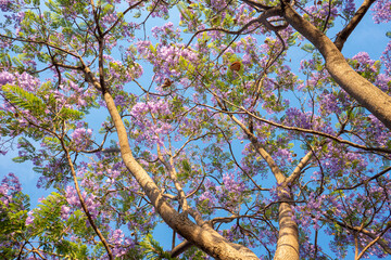 Purple Jacaranda tree in bloom in Mexico
