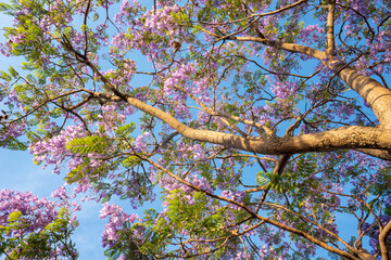 Purple Jacaranda tree in bloom in Mexico
