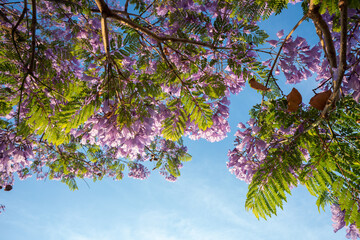 Purple Jacaranda tree in bloom in Mexico