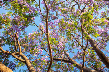 Purple Jacaranda tree in bloom in Mexico