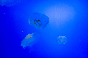 Graceful Jellyfish in Aquarium