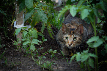 Naklejka na ściany i meble A domestic cat in a garden crouched in a hunting position.