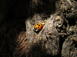 close-up of ladybug on tree trunk